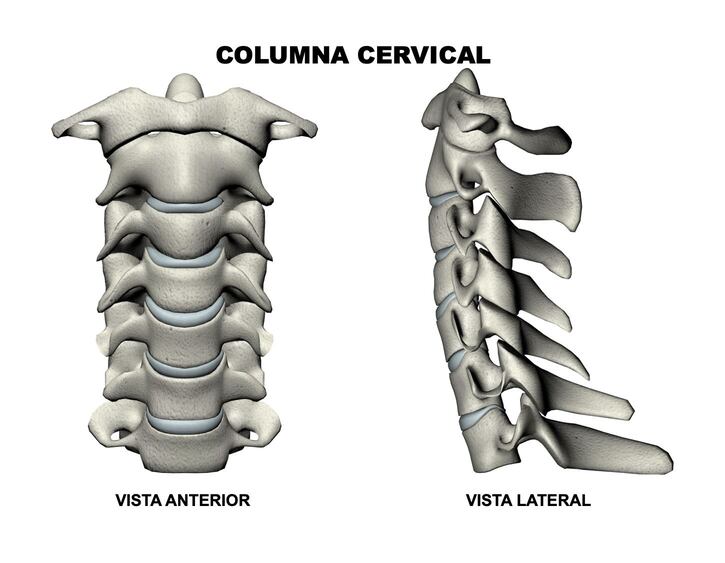 Ilustración de la columna cervical con vista anterior y vista lateral