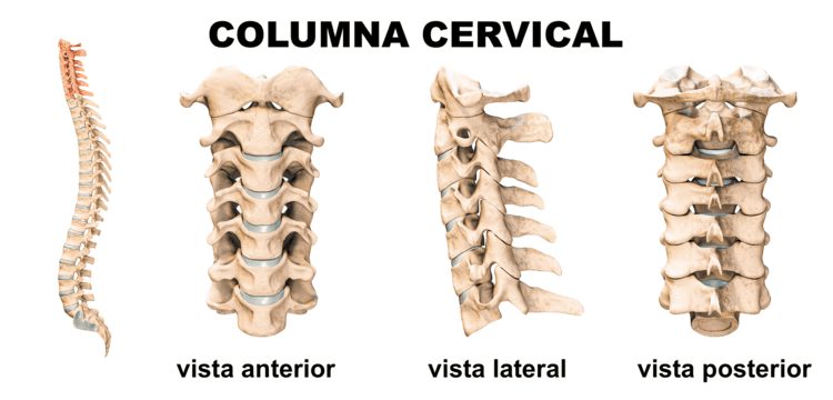 Anatomía de la columna cervical