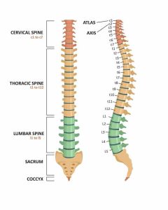 Ilustración educativa que desglosa la anatomía de la columna vertebral, con enfoque en las vértebras, ideal para entender el contexto de las fracturas vertebrales discutidas en el artículo