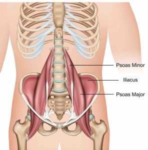 Ilustración de la anatomía del músculo psoas iliaco, que muestra sus conexiones y características principales